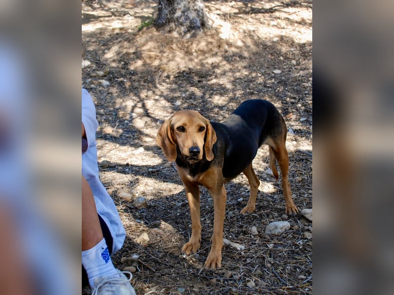 Mary, Liebe, zurückhaltende Beagle ähnl. Schönheit, 4J., kastriert