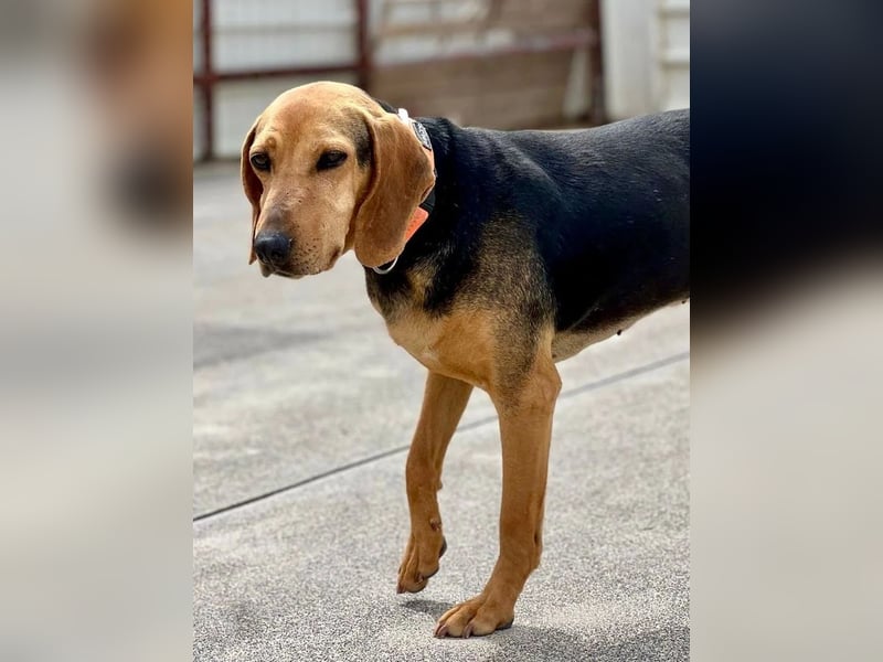 Mary, Liebe, zurückhaltende Beagle ähnl. Schönheit, 4J., kastriert