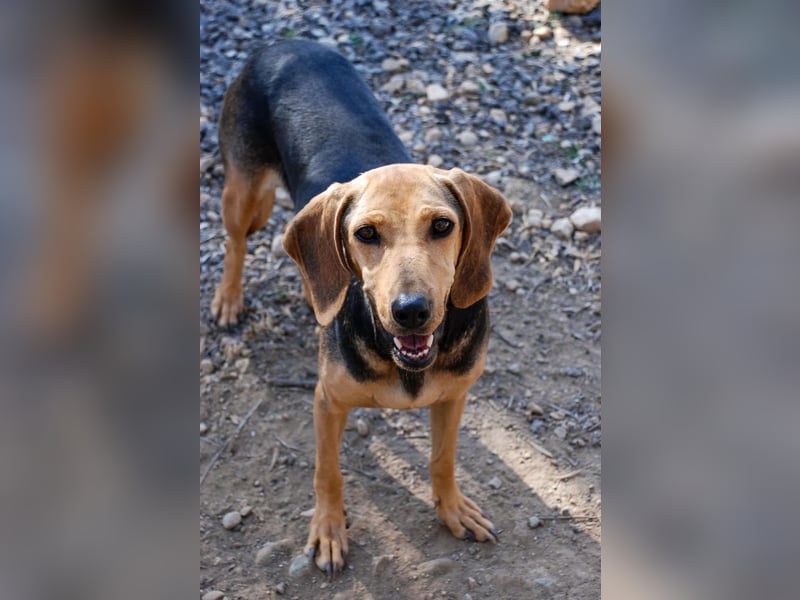 Mary, Liebe, zurückhaltende Beagle ähnl. Schönheit, 4J., kastriert