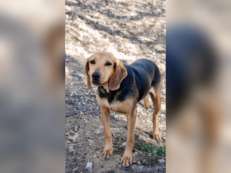 Mary, Liebe, zurückhaltende Beagle ähnl. Schönheit, 4J., kastriert