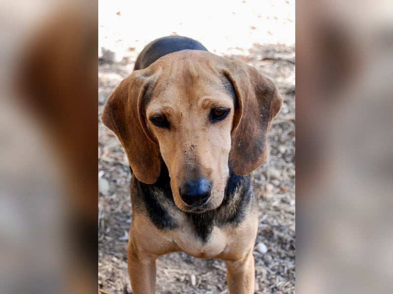 Mary, Liebe, zurückhaltende Beagle ähnl. Schönheit, 4J., kastriert