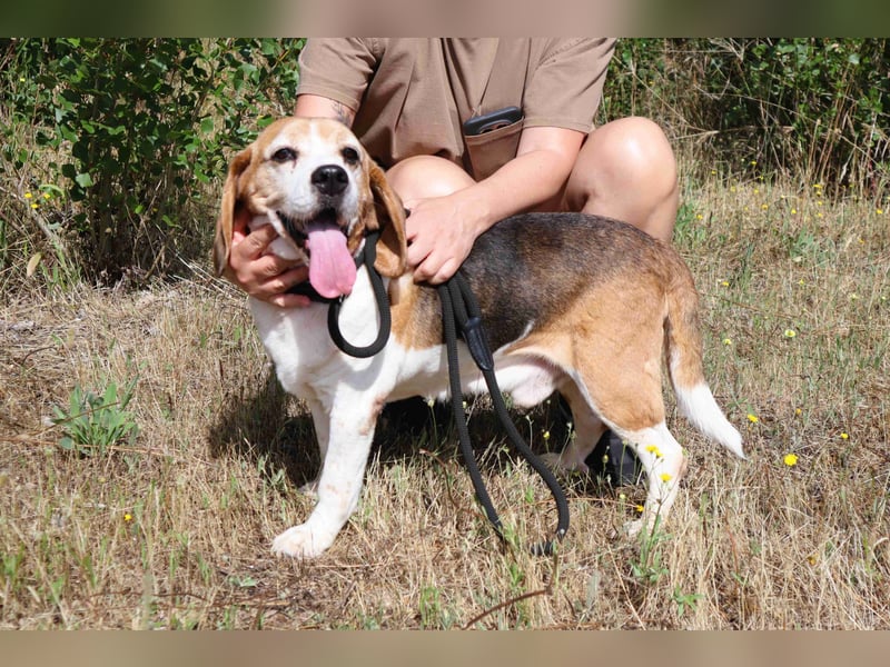♦️ Senior Elton ♦️ braucht ein Zuhause !