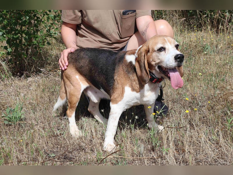 ♦️ Senior Elton ♦️ braucht ein Zuhause !