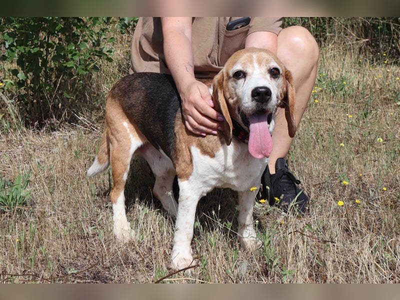 ♦️ Senior Elton ♦️ braucht ein Zuhause !