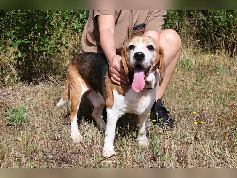 ♦️ Senior Elton ♦️ braucht ein Zuhause !