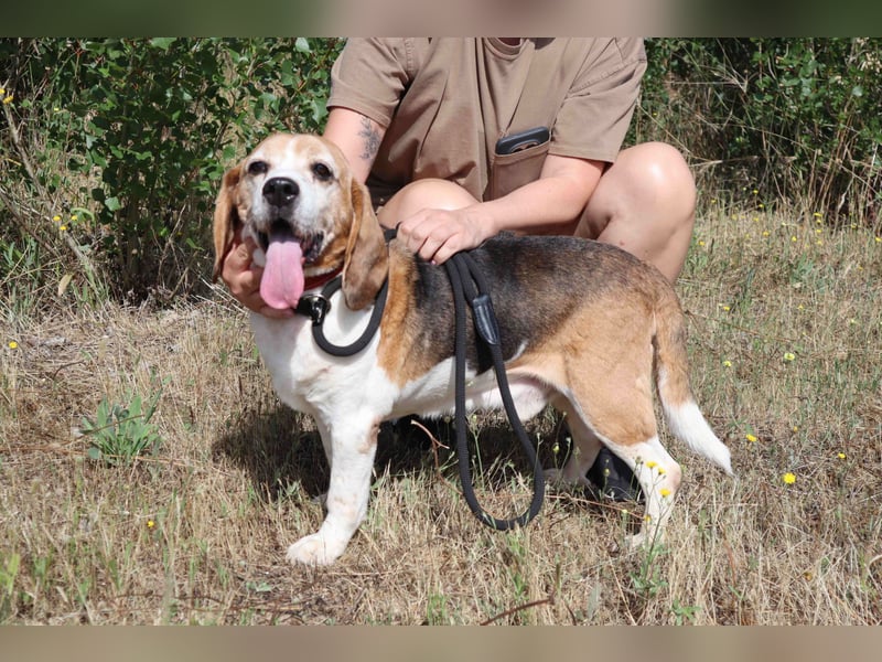 ♦️ Senior Elton ♦️ braucht ein Zuhause !