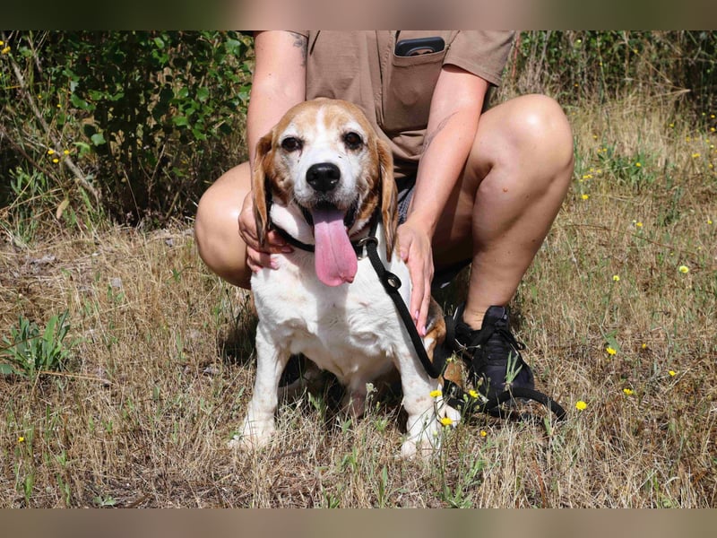 ♦️ Senior Elton ♦️ braucht ein Zuhause !