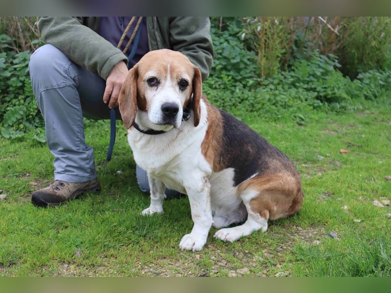 ♦️ Senior Elton ♦️ braucht ein Zuhause !