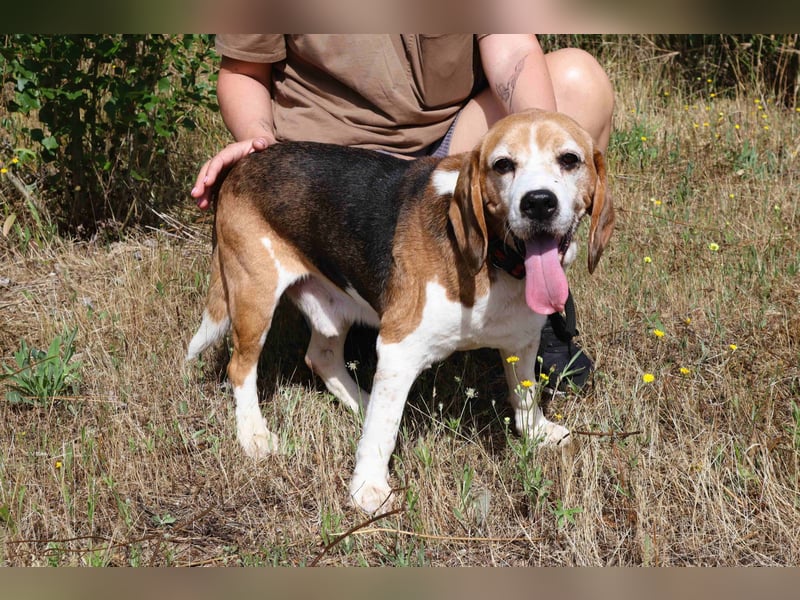 ♦️ Senior Elton ♦️ braucht ein Zuhause !