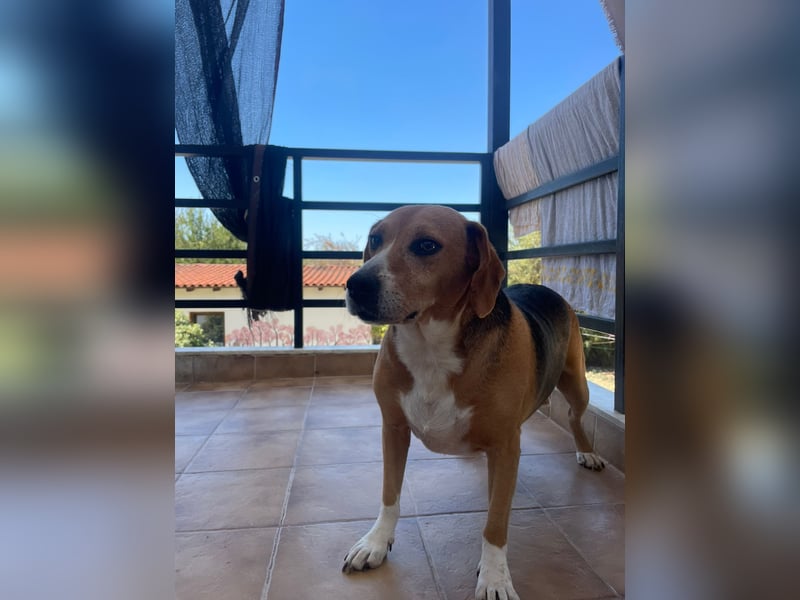 Yannis - ruhiger Seelenhund fürs Leben