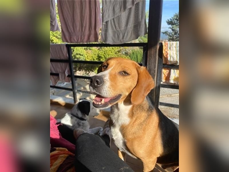 Yannis - ruhiger Seelenhund fürs Leben