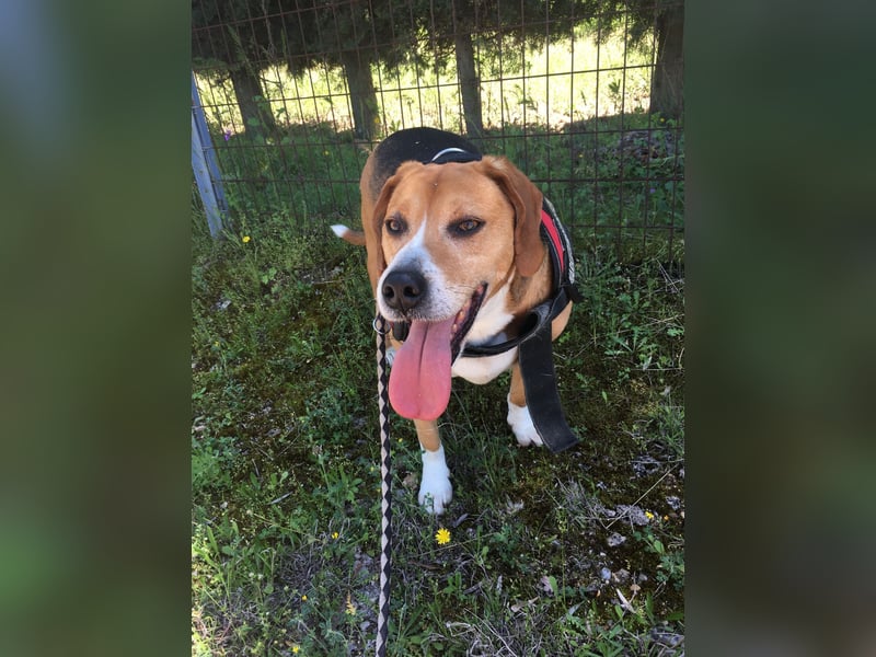 Yannis - toller Beaglemischling sucht sein Körbchen!