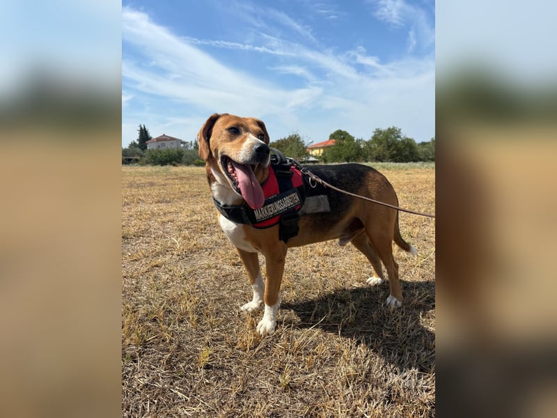 Yannis - verschmuster Beaglemischling sucht warmes Körbchen