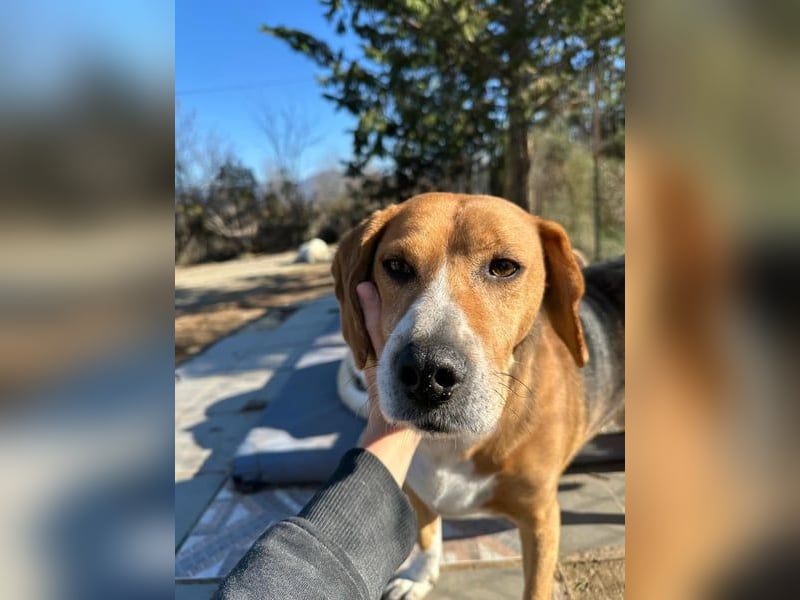 Ruhiger Seelenhund Yannis sucht dich!