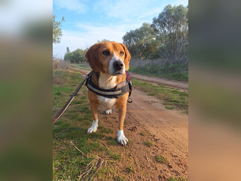 Ruhiger Seelenhund Yannis sucht dich!