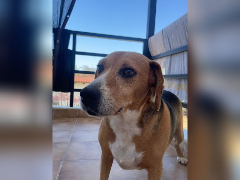 Yannis - ruhiger Seelenhund fürs Leben