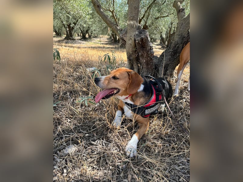 Yannis - ruhiger, verschmuster Beaglemischling sucht dich!