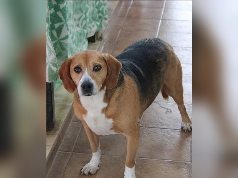 Yannis - toller Beaglemischling sucht sein Körbchen!