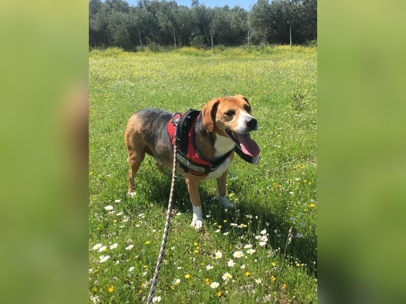Yannis - verschmuster Beaglemischling sucht warmes Körbchen