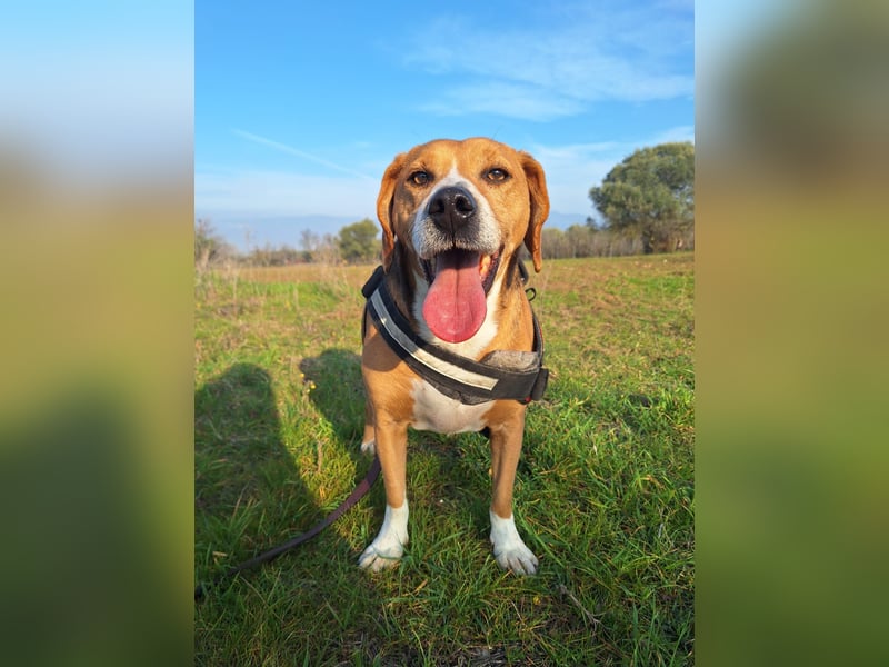 Yannis - toller Beaglemischling sucht sein Körbchen!