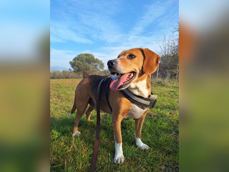 Ruhiger Seelenhund Yannis sucht dich!