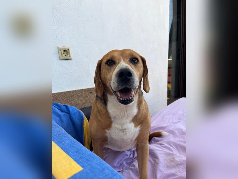 Ruhiger Seelenhund Yannis sucht dich!