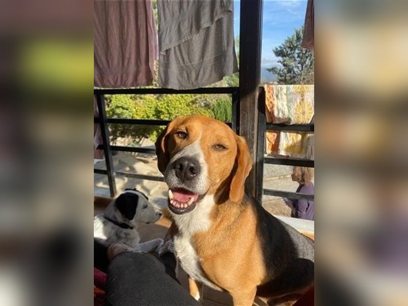 Ruhiger Seelenhund Yannis sucht dich!