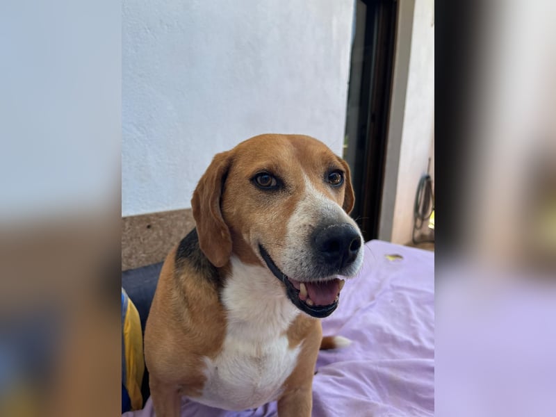 Yannis - ruhiger, verschmuster Beaglemischling sucht dich!