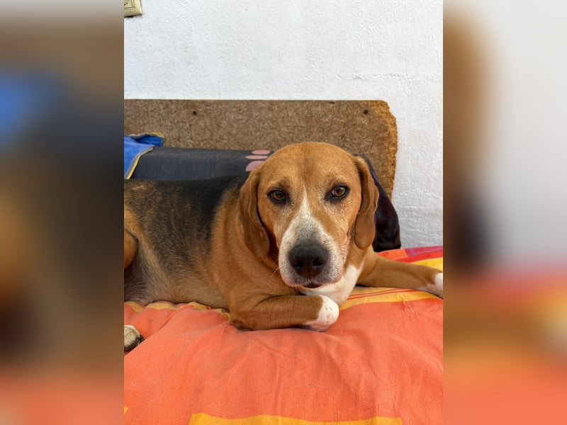 Ruhiger Seelenhund Yannis sucht dich!