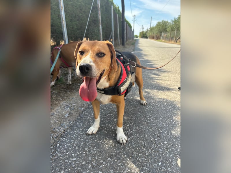 Yannis - ruhiger, verschmuster Beaglemischling sucht dich!