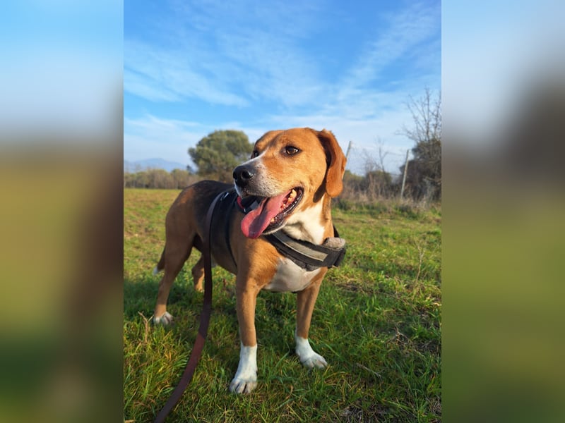 Yannis - toller Beaglemischling sucht sein Körbchen!