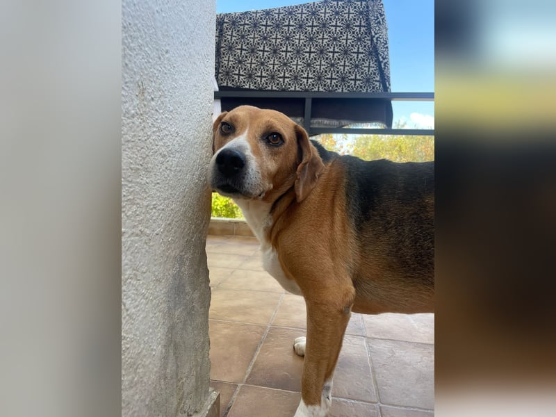 Yannis - verschmuster Beaglemischling sucht warmes Körbchen