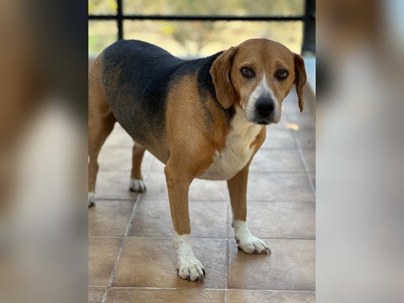 Yannis - verschmuster Beaglemischling sucht warmes Körbchen