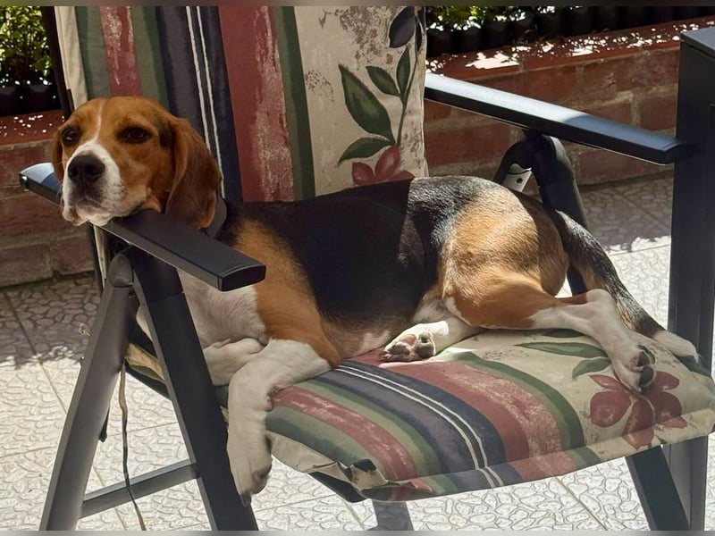 Charlie - familiengeeignet, verschmust und verspielt