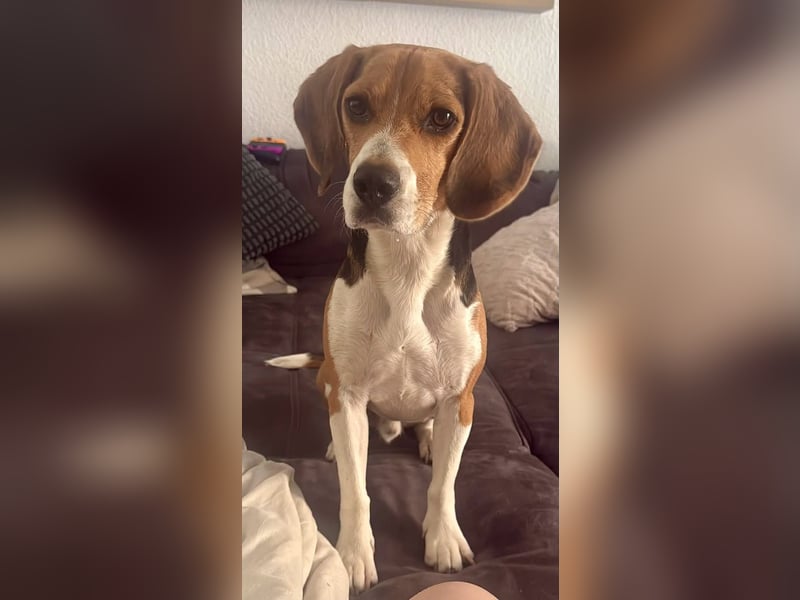 Charlie - familiengeeignet, verschmust und verspielt
