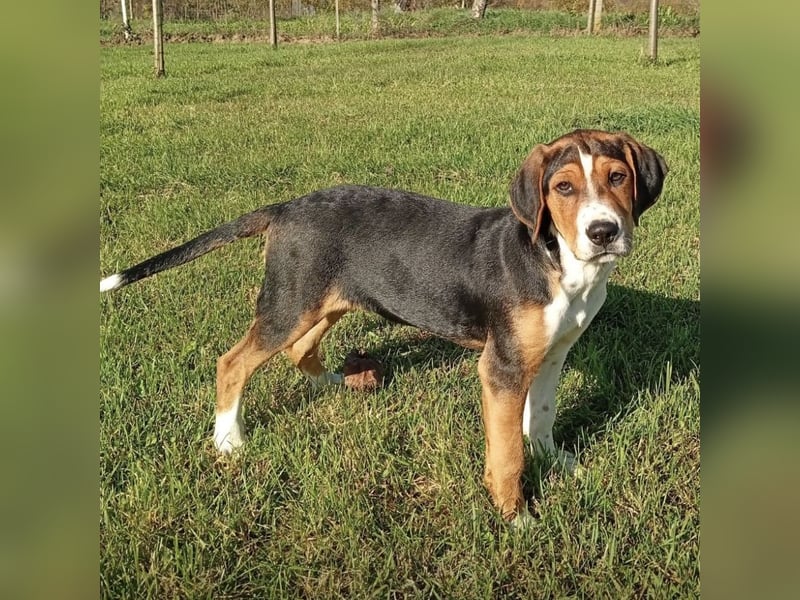 Prince ein ganz toller Welpe