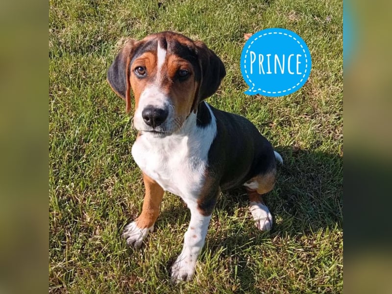 Prince ein ganz toller Welpe