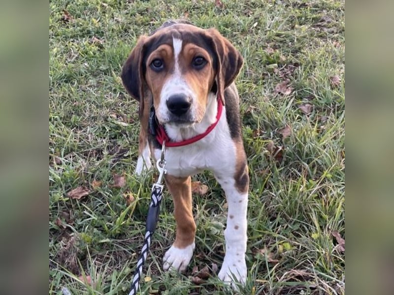 Prince ein ganz toller Welpe