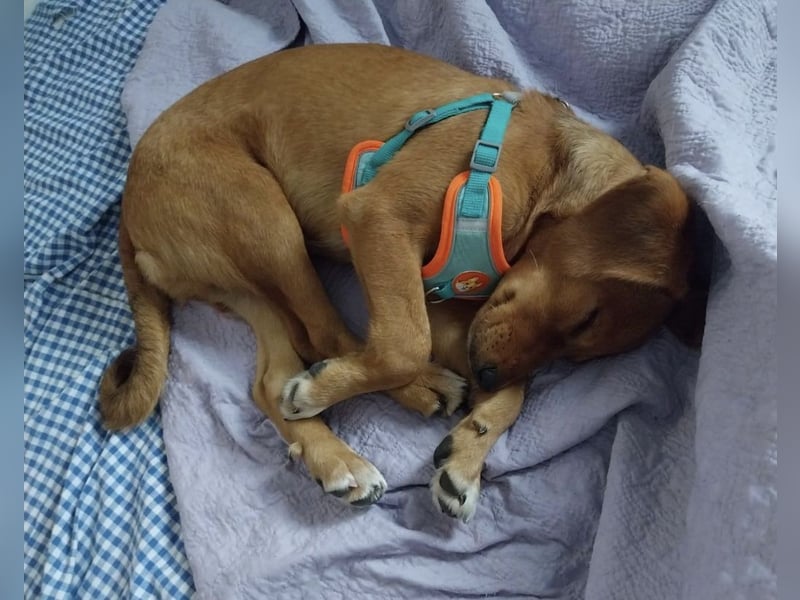 Zippy ein kleiner Freund fürs Leben