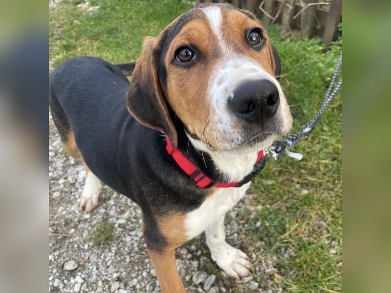 Prince ein ganz toller Welpe