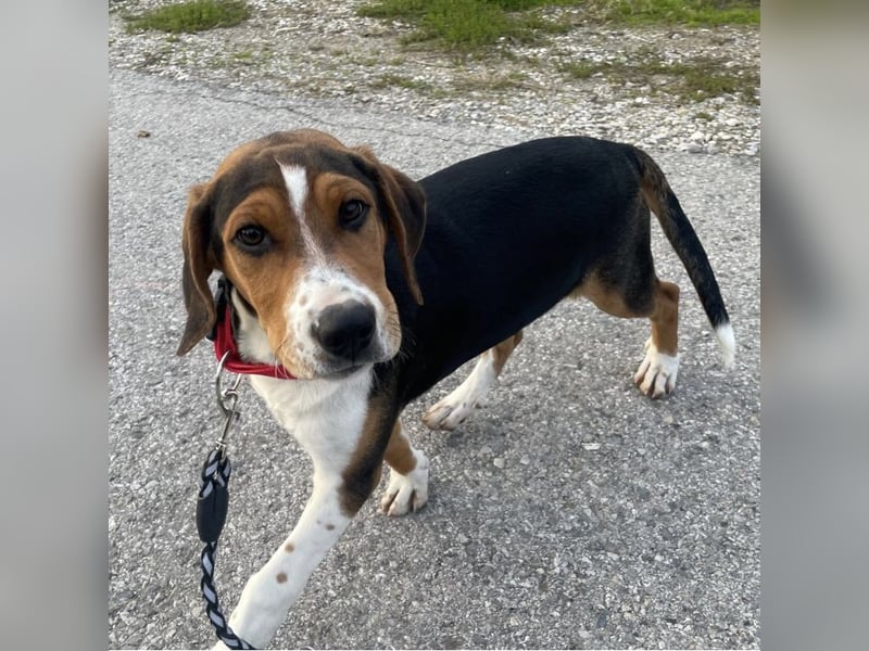 Prince ein ganz toller Welpe