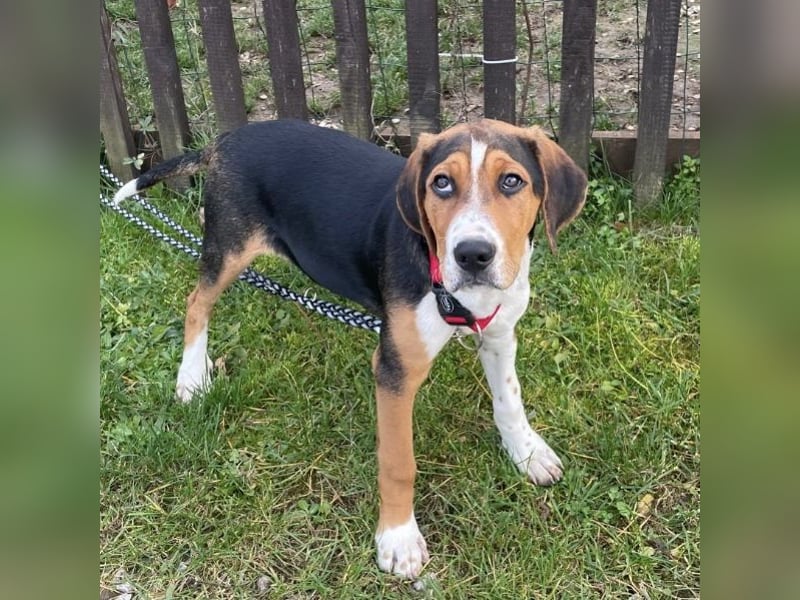 Prince ein ganz toller Welpe