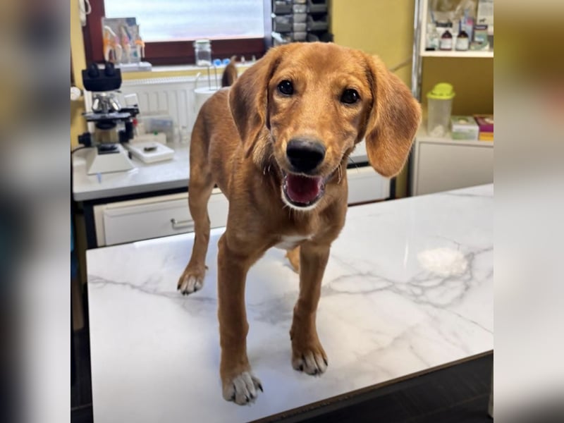 Zippy ein kleiner Freund fürs Leben