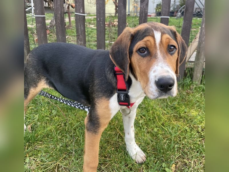 Prince ein ganz toller Welpe