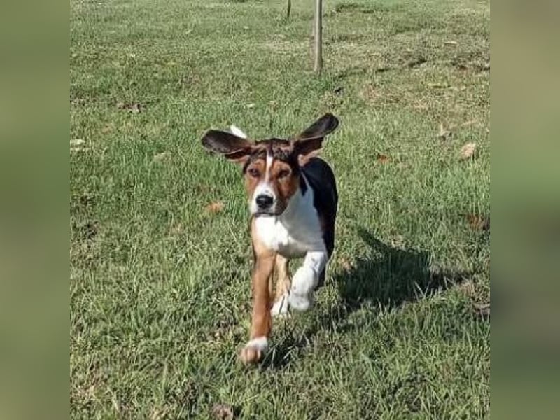 Prince ein ganz toller Welpe