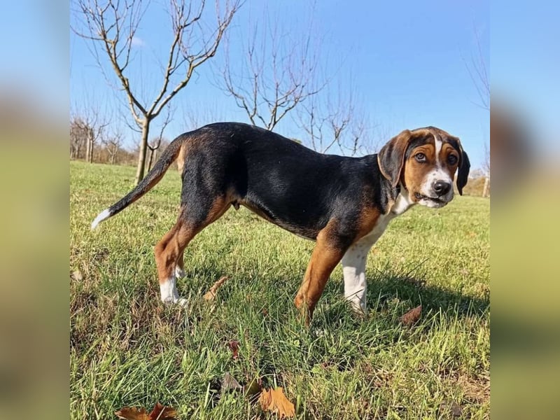 Prince ein ganz toller Welpe