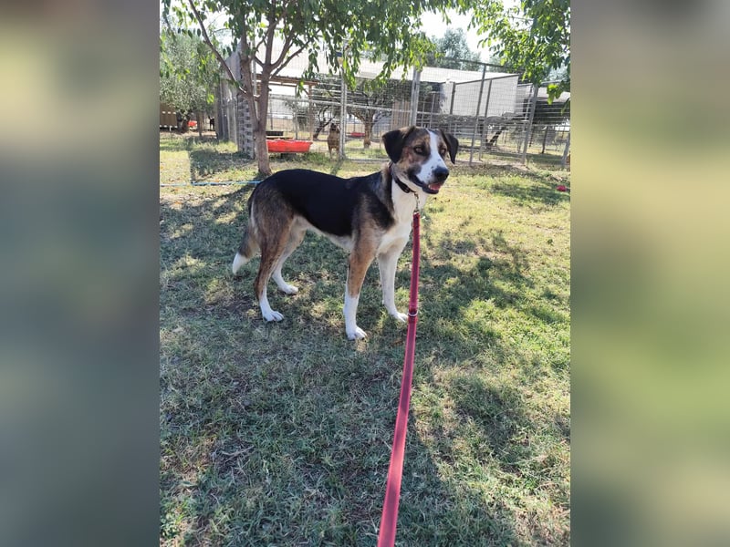 Thor - Traumhund sucht Familie