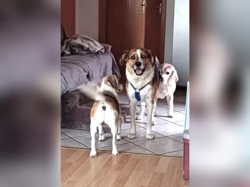 Simba - wer gibt dem lieben Rüden eine Chance