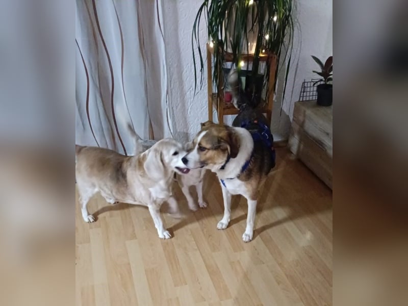 Simba - wer gibt dem lieben Rüden eine Chance