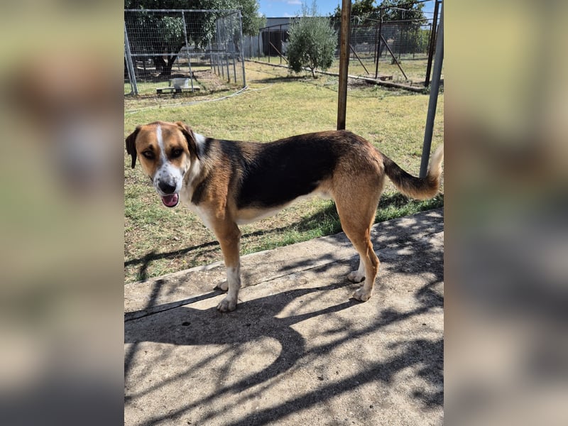 Thor - Traumhund sucht Familie